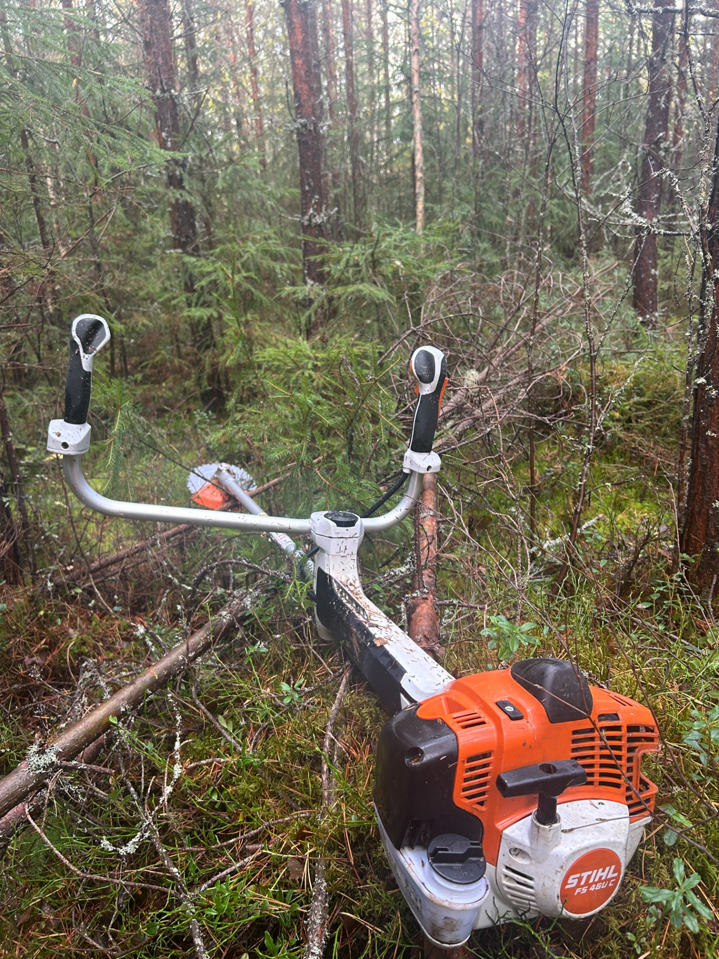 Taimikonhoitotyöt / istutukset